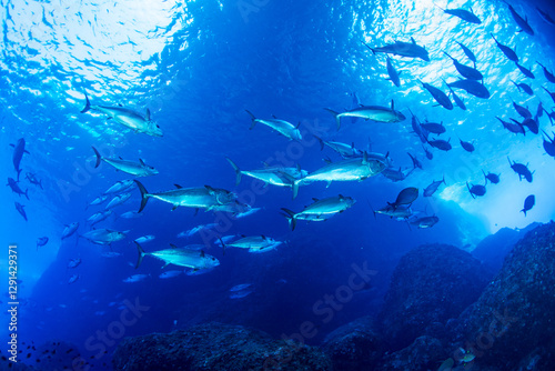 マグロ穴のイソマグロ　小笠原　東京都