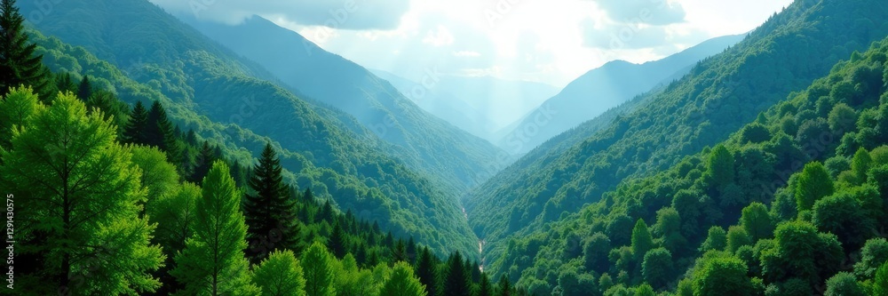 Fototapeta premium Dense forest covering the valley between mountains, canopy, foliage, trees