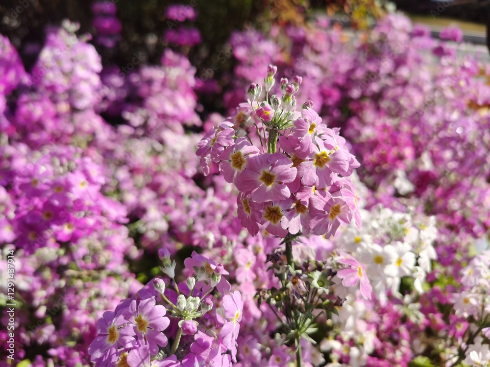 Purple colour of Fairy Primrose or Primula Malacoides flower blooming in the flower beds plant for the winter and early spring season. Purple colour of Fairy Primrose or Primula Malacoides flower blooming in the flower beds plant for the winter and early spring season.