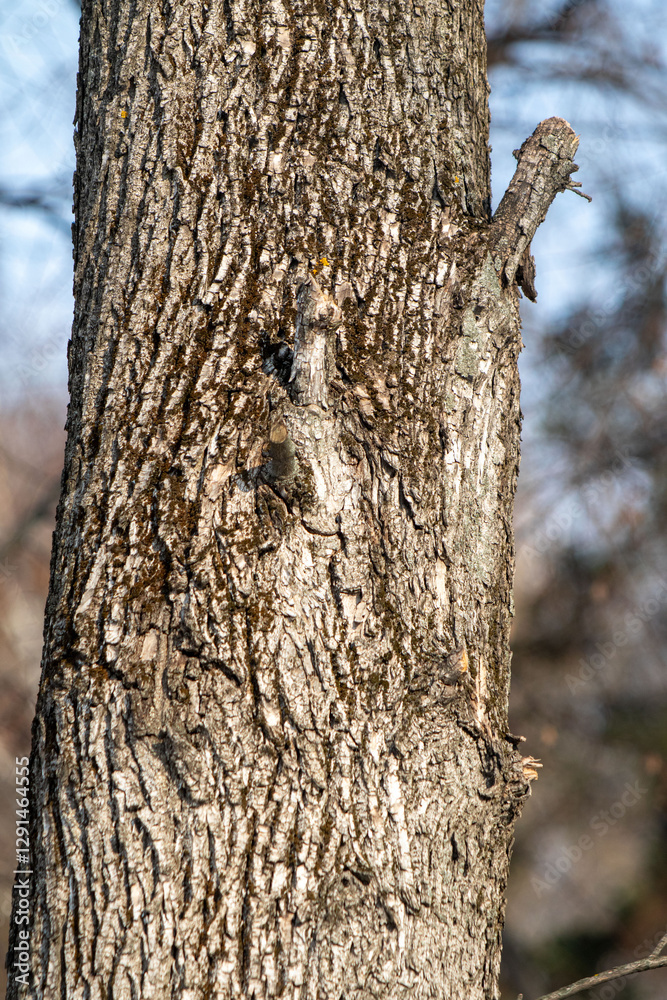 A tree trunk with a large hole in it A tree trunk with a large hole in it