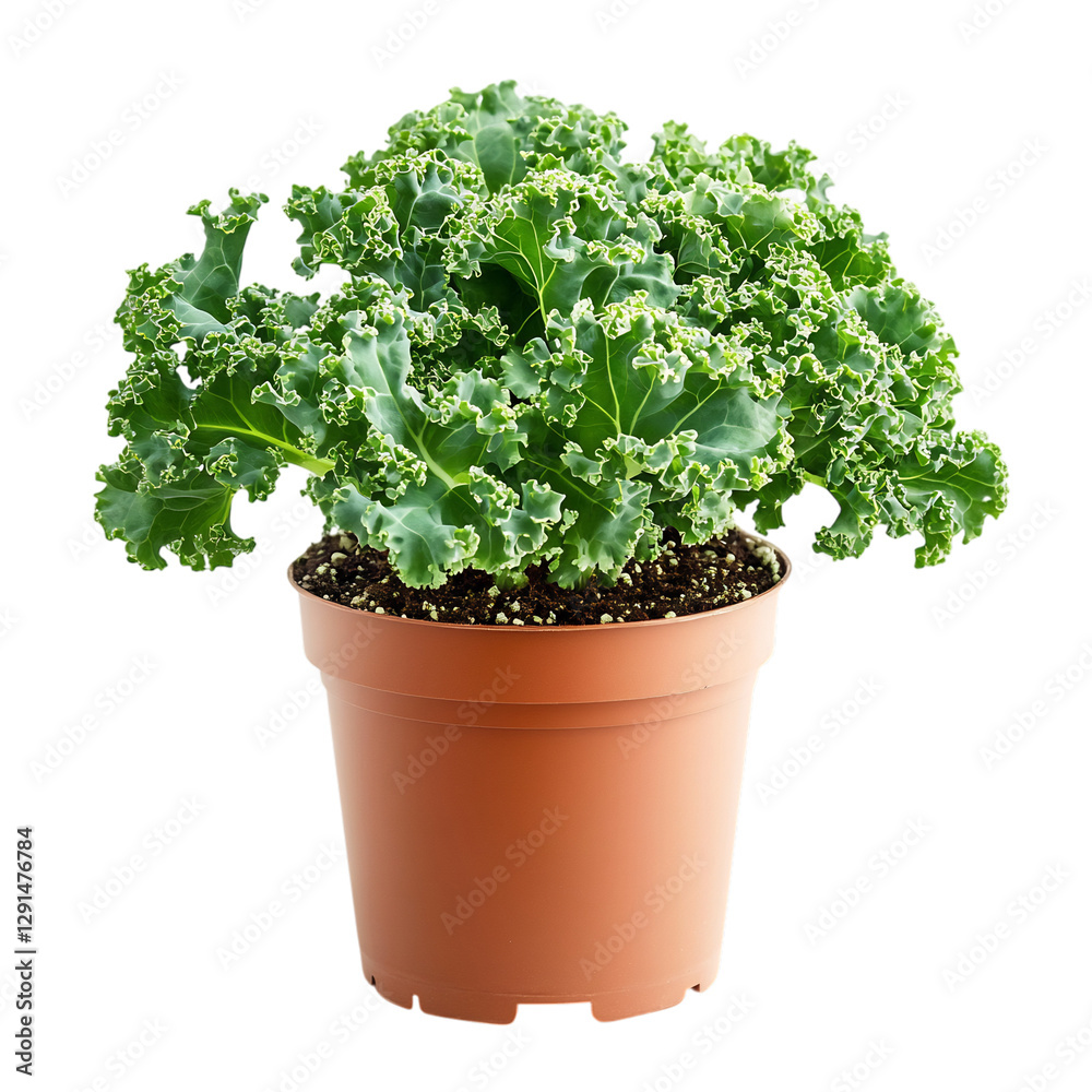 A Small Potted Kale Plant with Light Green Curly Leaves Isolated on Transparent Background A Small Potted Kale Plant with Light Green Curly Leaves Isolated on Transparent Background