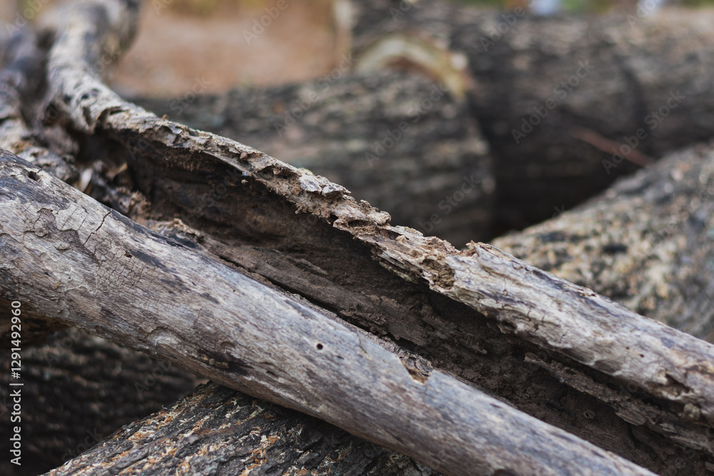 Several freshly cut logs are lying on the ground with sawdust around them. Several freshly cut logs are lying on the ground with sawdust around them.