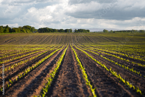 Wavy rows of young green corn plants in vast agricultural fields. Farming background