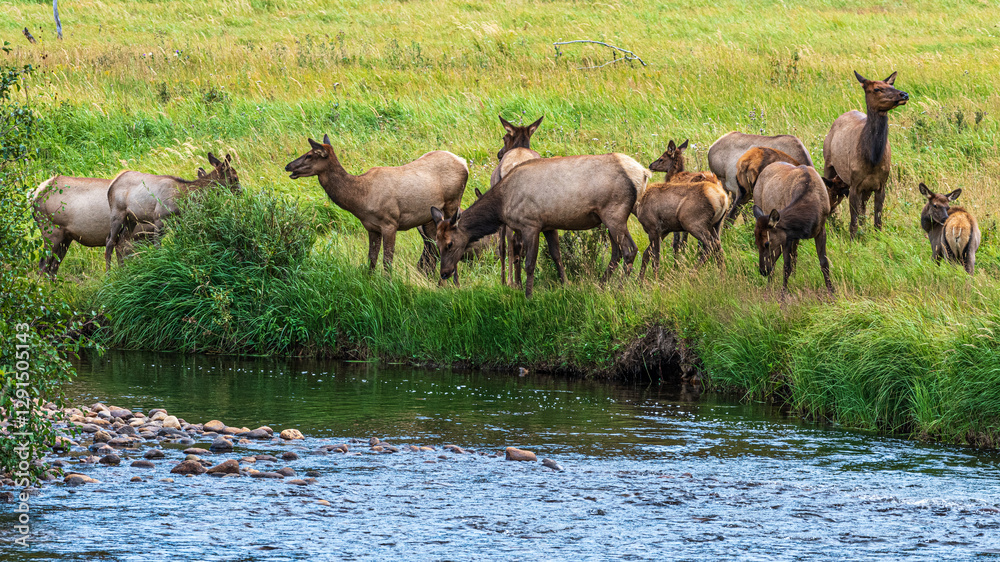 Hirsche in der Brunft im Rocky Mountain Nationalpark Hirsche in der Brunft im Rocky Mountain Nationalpark