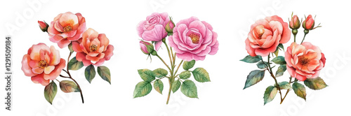 Watercolor set of garden rose branches png. A branch with leaves and thorns of a garden rose bush flower. Garden flowers. Elements of gardening, flower beds, etc. Watercolor rose png.