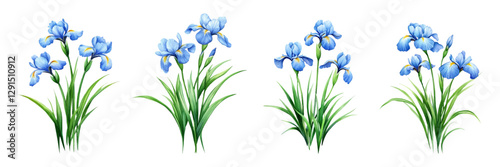 Watercolor set of blue iris flowers png. Blue iris flowers with green leaves. Spring and summer flowers concept. Elements for rustic, wedding designs and others. 