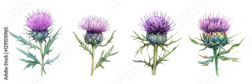 Watercolor set of milk thistle flowers png. Hand drawn wildflowers. Milk thistle flower. Medicinal herb. Concept of aol medicinal and cosmetic herbs. Vector composition.