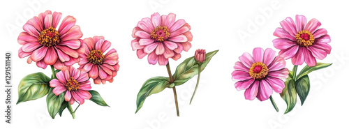 Billede på lærred Watercolor set of zinnia flowers png