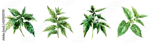 Watercolor set of green nettles png. Stinging nettle low poly. Medicinal plant. Phytotherapy and aromatherapy design. Vector illustration.