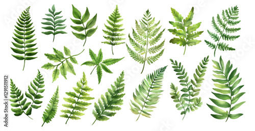 Watercolor set of green fern leaves png. Forest fern leaves. Fern leaves sketch. Forest plants colored hand drawn decorative design elements for invitations and greeting cards, herbal collection. 