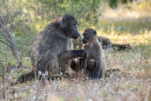 A Chacma Baboon troop foraging and playing at sunset near Cape Point Nature Reserve - Cape Town, South Africa