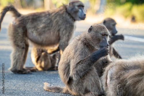 A Chacma Baboon troop foraging and playing at sunset near Cape Point Nature Reserve - Cape Town, South Africa
