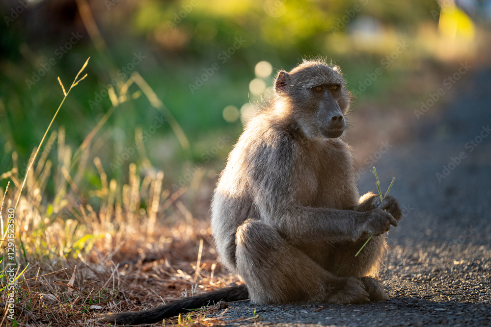 A Chacma Baboon troop foraging and playing at sunset near Cape Point Nature Reserve - Cape Town, South Africa A Chacma Baboon troop foraging and playing at sunset near Cape Point Nature Reserve - Cape Town, South Africa
