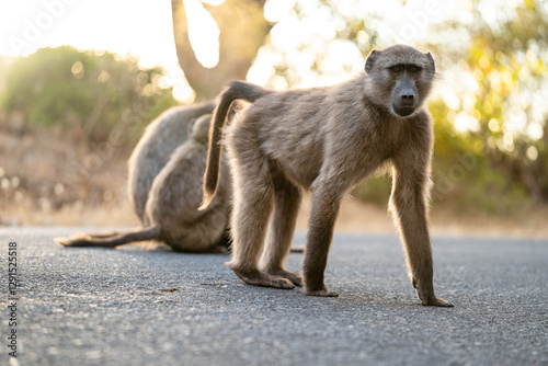 A Chacma Baboon troop foraging and playing at sunset near Cape Point Nature Reserve - Cape Town, South Africa