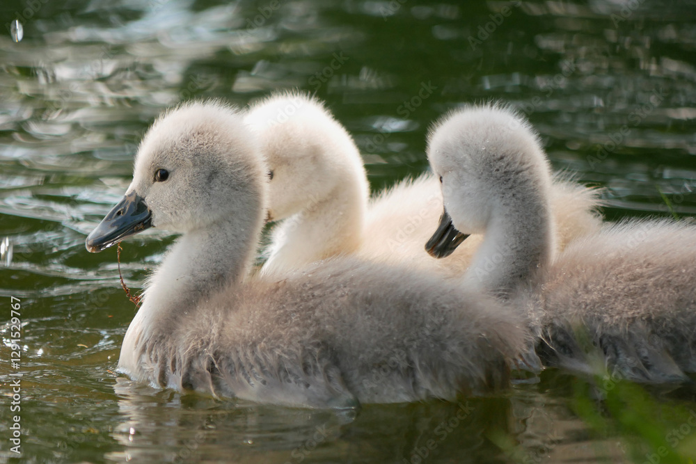 Close up of little baby swans swimming in a lake in Schlosspark Laxenburg, Austria Close up of little baby swans swimming in a lake in Schlosspark Laxenburg, Austria