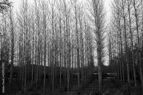 Carta da parati Peupliers d'hiver