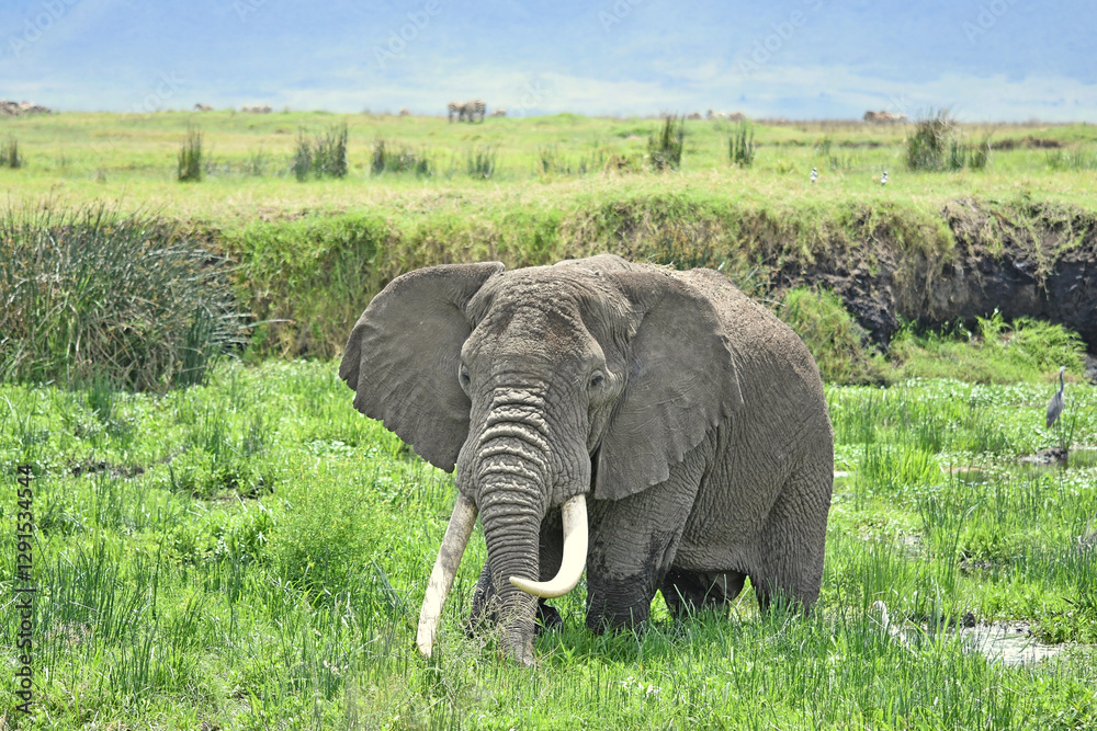 Elefant