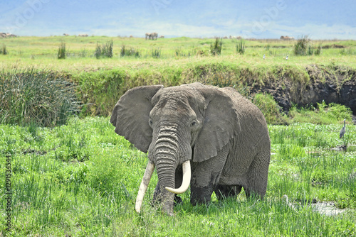 Elefant