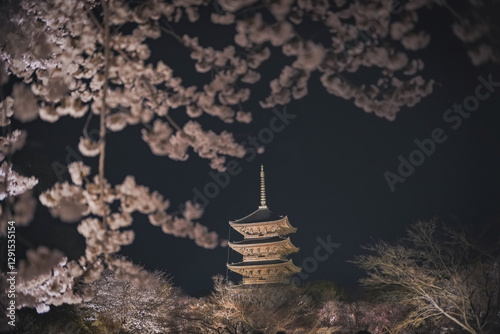 桜 日本 京都