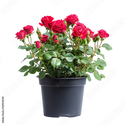 Wallpaper Mural Red Rose in Black Pot Isolated on Transparent Background Torontodigital.ca