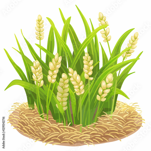 Ricefield isolated white background 