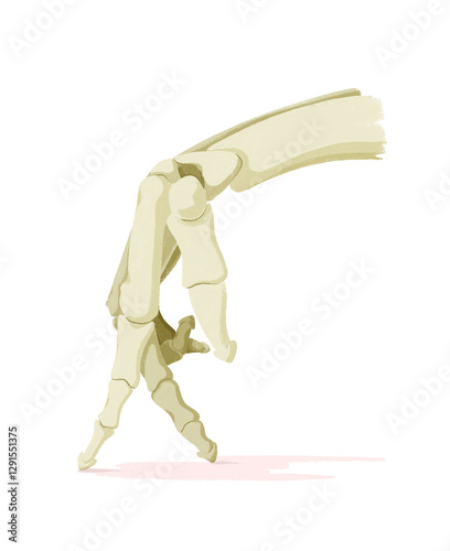 A skeleton hand makes a walking movement, bones keep moving to stay healthy and prevent osteoporosis photo