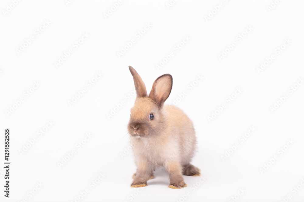 Obraz premium Adorable Pet Rabbit, Cute Fluffy, White Mammal with Large Ears on Background, Showcasing Its Small, Furry, Domestic Nature, Perfect for Easter Celebrations and Farm Enthusiasts