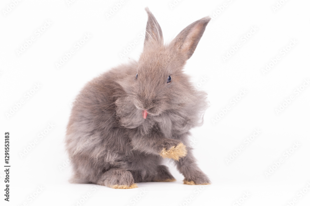 Obraz premium Adorable Pet Rabbit, Cute Fluffy, White Mammal with Large Ears on Background, Showcasing Its Small, Furry, Domestic Nature, Perfect for Easter Celebrations and Farm Enthusiasts