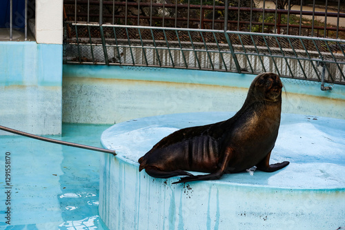 close up of a Steller sea lion resting  sitting in the pool of the zoo with fence