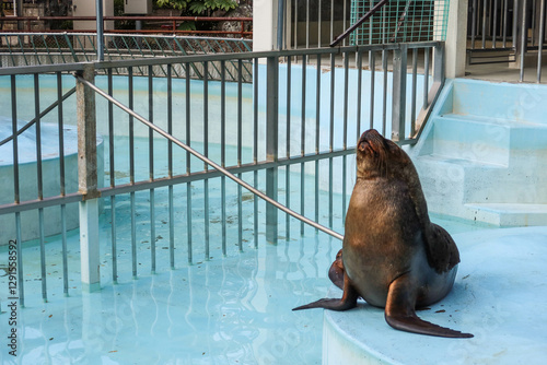 close up of a Steller sea lion resting  sitting in the pool of the zoo with fence