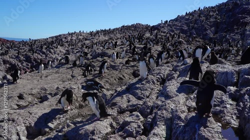 Wallpaper Mural Large Rockhopper Penguin Colony on Penguin island Torontodigital.ca