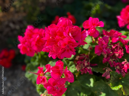 Foto Vibrant pink blooming geranium flowers in green garden close up, floral wallpape