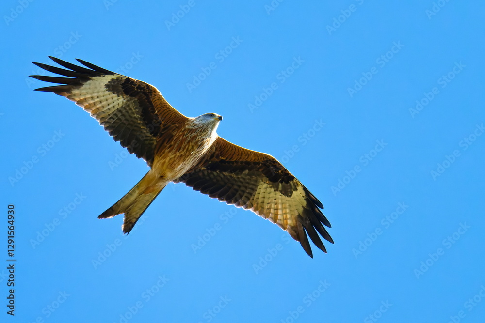 Obraz premium Rotmilan (Milvus milvus) bei der Jagd