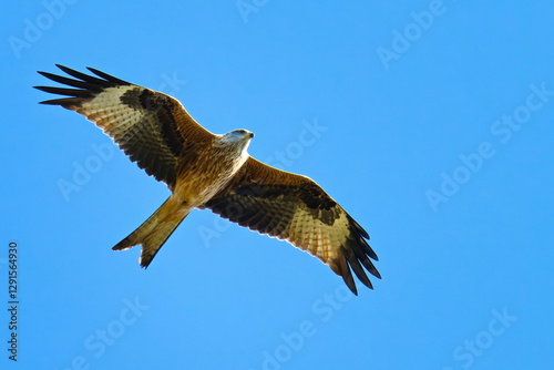 Rotmilan (Milvus milvus) bei der Jagd