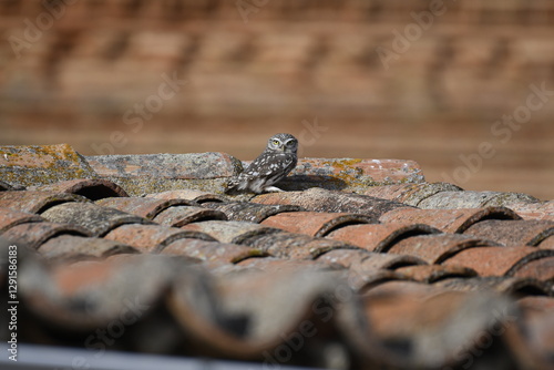 Mochuelo posado sobre un tejado en un pueblo de Zamora, Spain photo