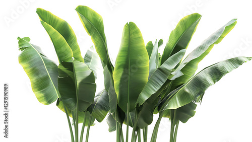 tropical green banana leaves