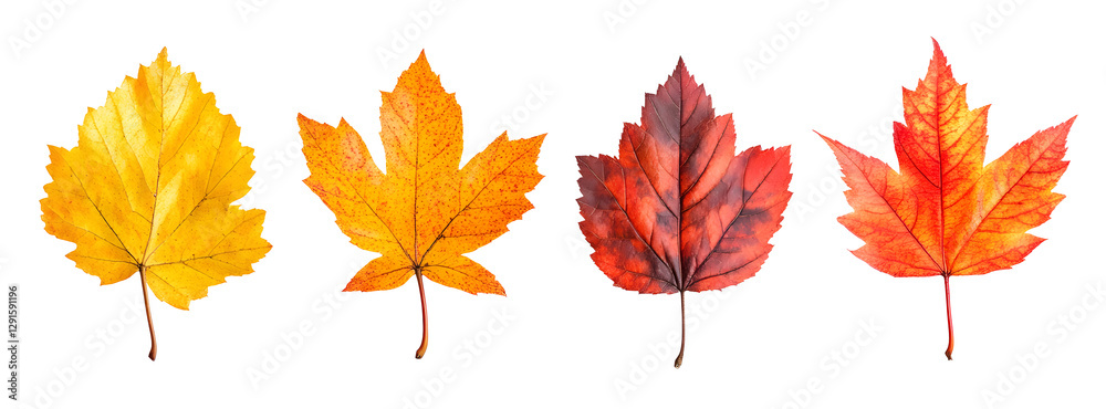 Fototapeta premium Collection of Autumn Leaves in Various Shades on transparent background