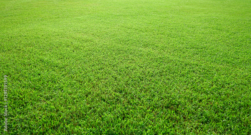 Green meadow grass field from outdoor park Green meadow grass field from outdoor park