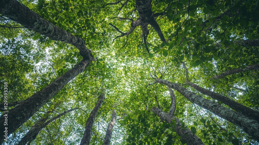 Fototapeta premium Gazing upward in a green mangrove forest reveals a stunning canopy of leaves and branches filtering sunlight. This peaceful view highlights nature's intricate beauty and vitality