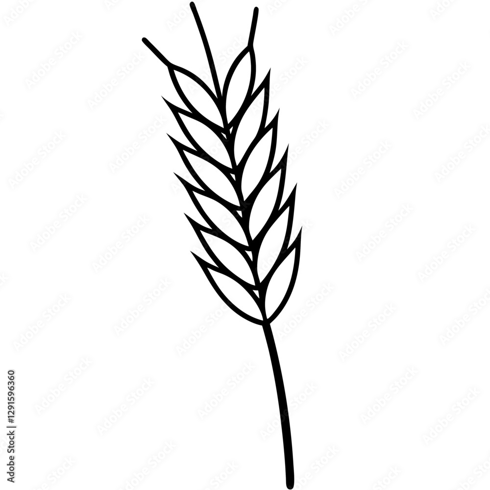wheat isolated on white wheat isolated on white