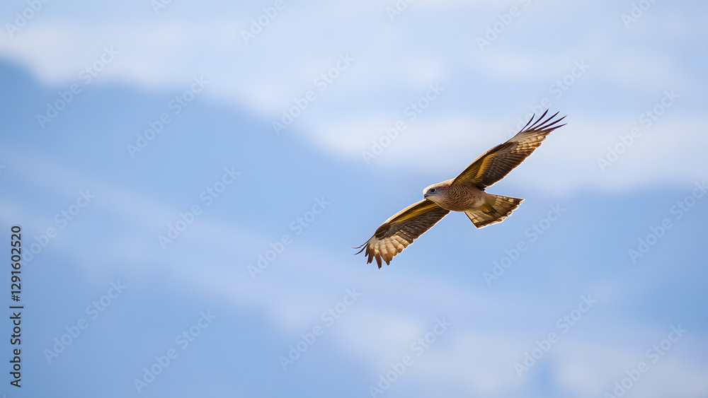 A single hawk soars above the valley, its wings slicing through the cool, thin air.