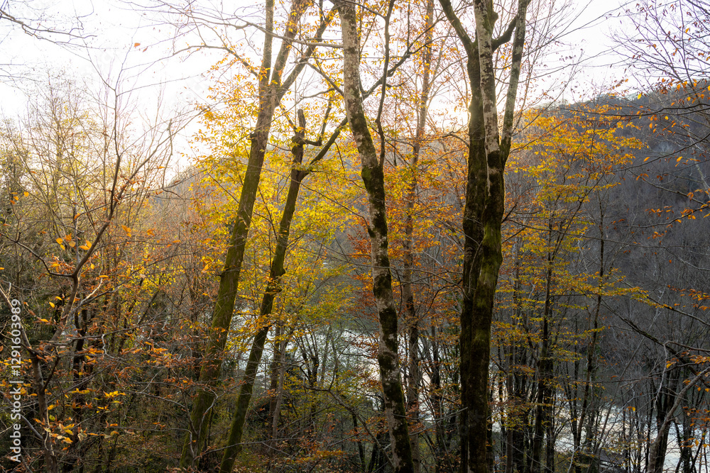 Forest with trees in the foreground and a body of water in the background Forest with trees in the foreground and a body of water in the background