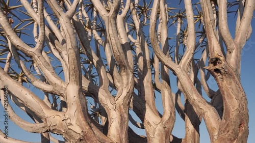 Quiver tree forest motion: dynamic dance of branch shadows at sunrise