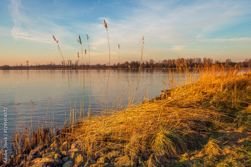 View from the bank of a wide river on a windless winter day. The sun is low in the sky and the orange light shines over the reeds at the water's edge.
