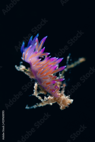 Flabellina affinis - Sea Slug photo