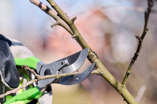 Εκτύπωση καμβά A gardener is carefully pruning tree branches using sharp shears in bright sunlight, early spring is here