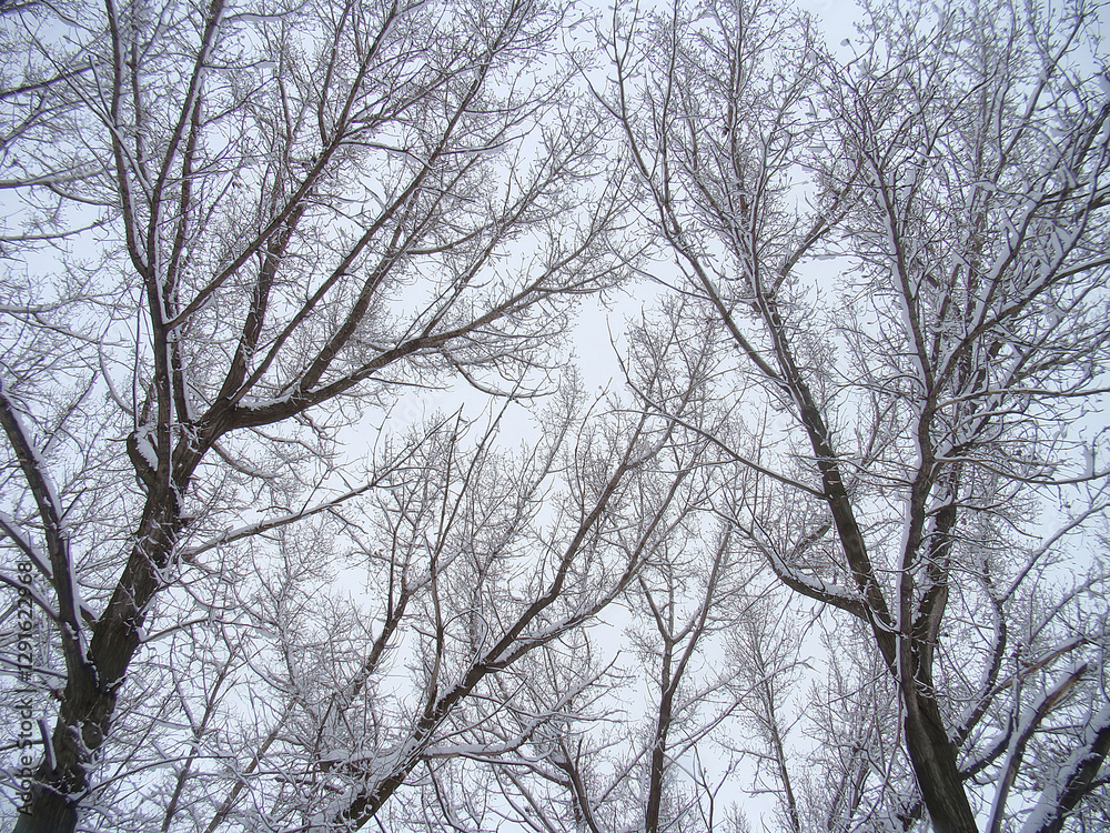 View under leafless snow-covered trees during winter, overcast sky, low angle shot creating a tunnel perspective View under leafless snow-covered trees during winter, overcast sky, low angle shot creating a tunnel perspective