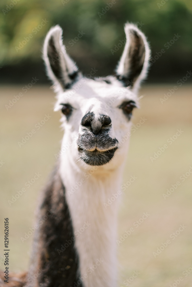 Obraz premium Fluffy white and brown llama stands in a pasture. Portrait