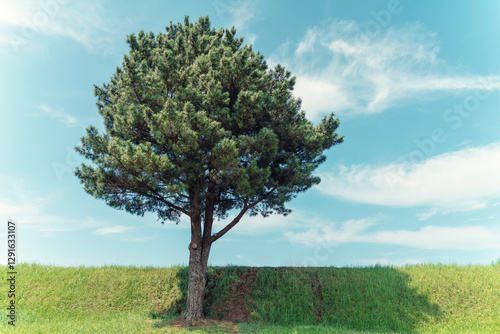A beautiful tree on the hill

