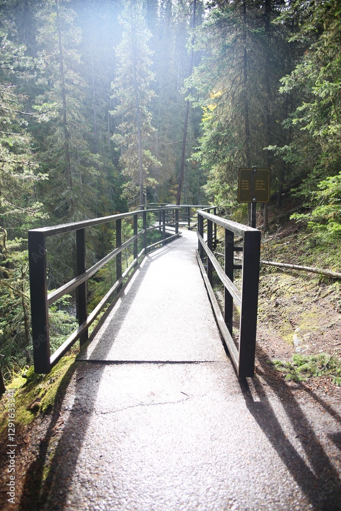 Obraz premium path in the forest